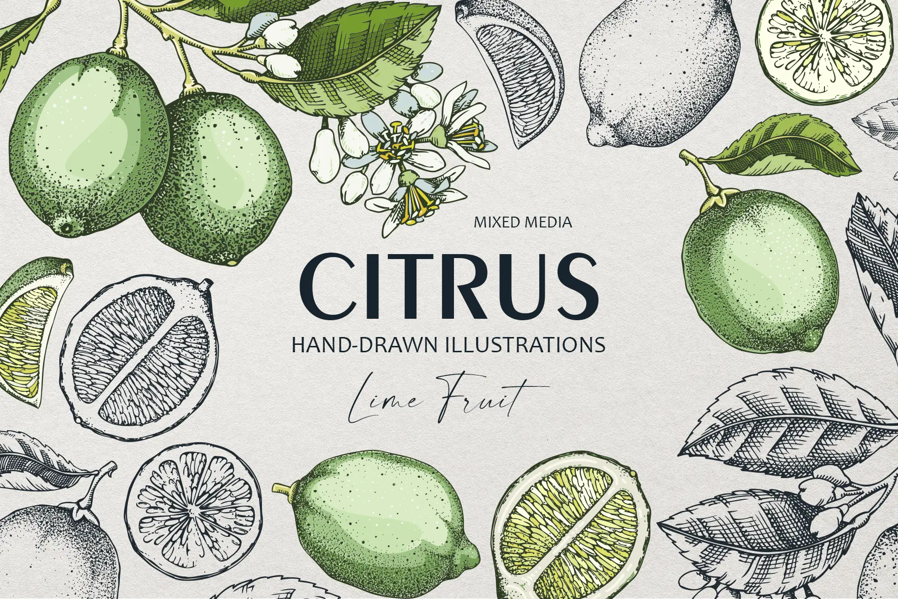 Lime - Citrus Fruit Sketches. Hand-drawn vector illustrations and botanical designs Illustration